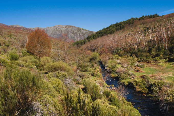 vegetation-mountain-einvironment